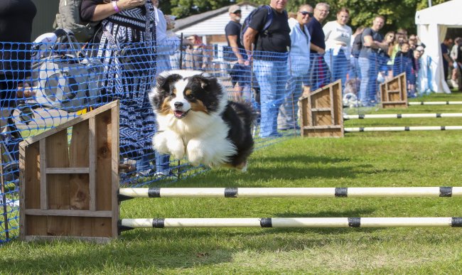 Paws in the Park 2025