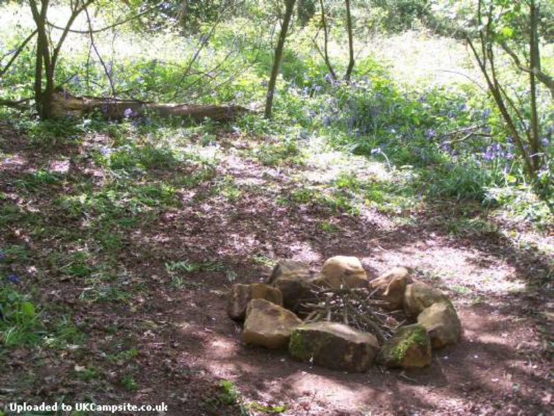 Wild Woodland Campsite