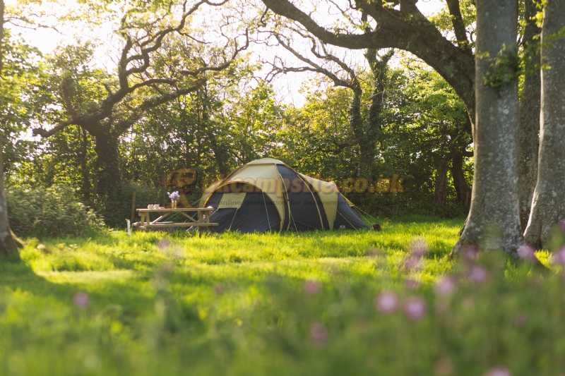 Little Welsh Wood Camping & Glamping