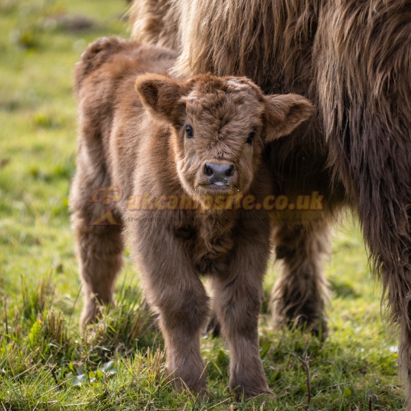 Burns Farm Caravanning Camping And Glamping