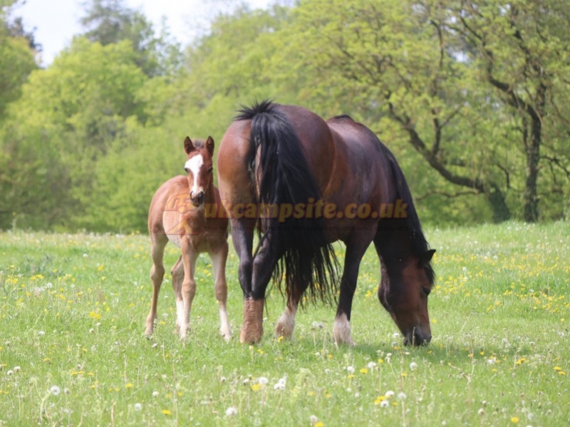 Greenway Farm Caravan And Camping Site