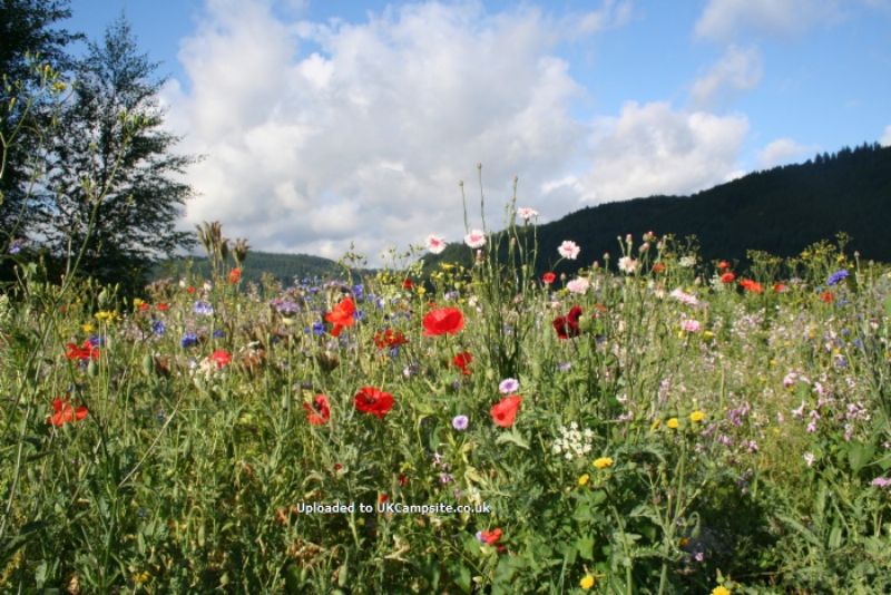 Hafod Farm Campsite